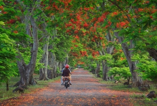 mauritius