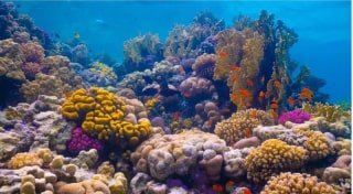 Monde sous-marin coloré de la mer Rouge saoudienne, avec coraux préservés et bancs de poissons tropicaux