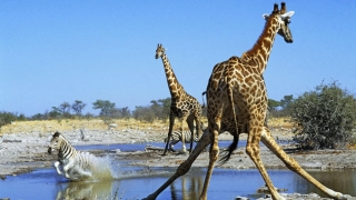 etosha