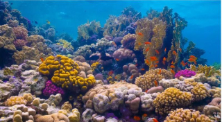 plongée dans les récifs coralliens de la mer Rouge saoudienne