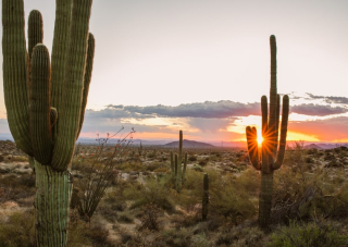Paysage du désert de Sonora en Arizona, cactus saguaro géants au coucher du soleil