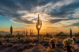 Coucher de soleil sur le désert de Sonora en Arizona avec des cactus saguaro géants